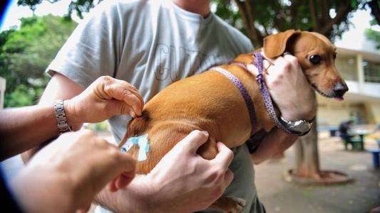Cães e gatos podem ser vacinados em cinco pontos da cidade