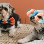 Pet hotéis registram alta demanda durante feriado de Carnaval