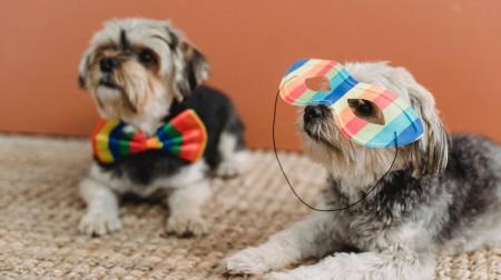 Cães e gatos são deixados em pet hotéis para não ficarem sozinhos durante o Carnaval