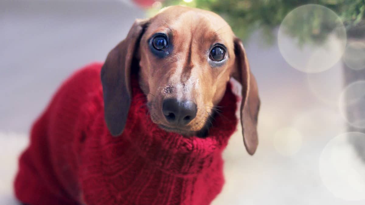 Queda de temperatura: veterinário dá dicas de como saber se seu pet está com frio e como protegê-lo