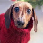 Queda de temperatura: veterinário dá dicas de como saber se seu pet está com frio e como protegê-lo