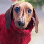 Queda de temperatura: veterinário dá dicas de como saber se seu pet está com frio e como protegê-lo