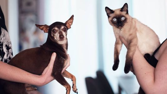 Cães e gatos vão estar disponíveis para adoção