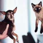 Shopping de BH recebe feira de adoção de cães e gatos neste fim de semana