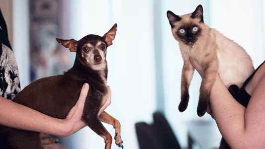 Cães e gatos vão estar disponíveis para adoção