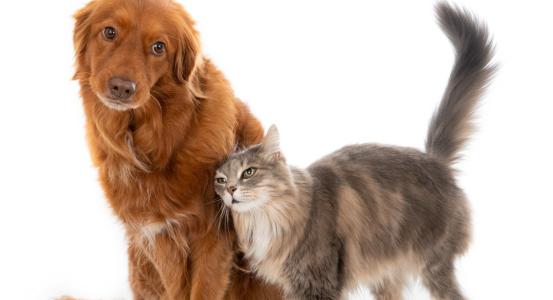 Cães e gatos