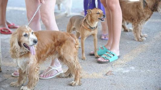 Cães em coleira na foto para a Agência Brasil