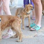 Cães e gatos são considerados espécies invasoras no Brasil, dizem especialistas