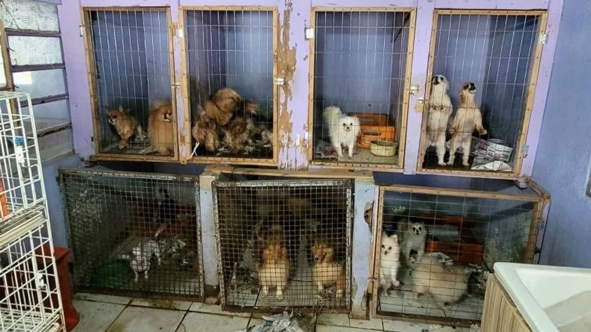 Dono de canil é preso por maus-tratos contra 118 cães  