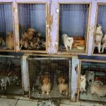 Dono de canil é preso por maus-tratos contra 118 cães  