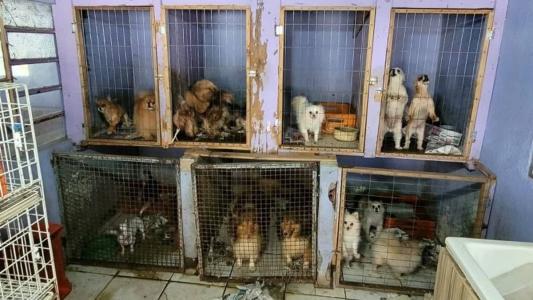 Cães em situação de maus-tratos
