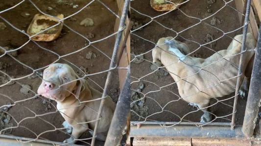 Cães estavam em lugar insalubre, com presença de fezes e sem proteção contra o frio