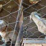 Cães que sofreram maus-tratos são resgatados e suspeito é preso no interior de Minas