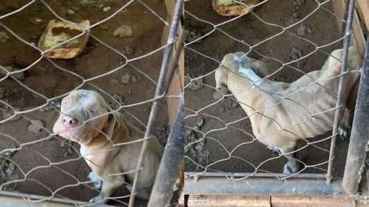 Cães estavam em lugar insalubre, com presença de fezes e sem proteção contra o frio