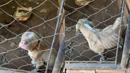 Cães estavam em lugar insalubre, com presença de fezes e sem proteção contra o frio