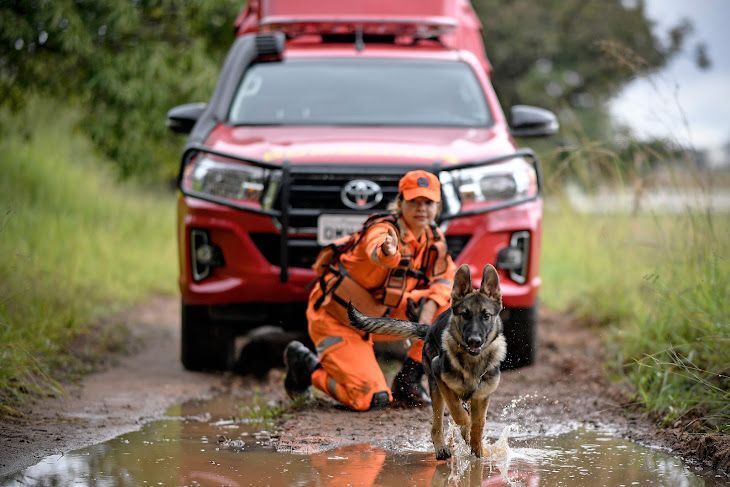 Audiência na CMBH irá discutir uso de restos humanos no treinamento de cães farejadores