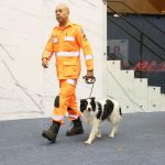 Lei em BH libera uso de cadáveres e segmentos amputados para treinar cães farejadores