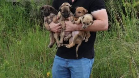 Cães foram abandonados por motociclista em rodovia