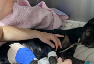 GRAD atua no resgate de animais vítimas das chuvas em Pernambuco; saiba mais