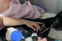 GRAD atua no resgate de animais vítimas das chuvas em Pernambuco; saiba mais