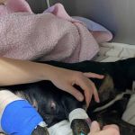 Cerca de 3 mil animais de estimação estão desaparecidos em uma única cidade do Havaí