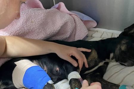 GRAD atua no resgate de animais vítimas das chuvas em Pernambuco; saiba mais