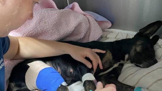 Cães, gatos e outros pets estão sendo resgatados pela organização Maui Humane Society, no Havaí