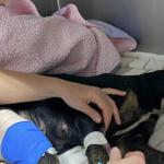 Cerca de 3 mil animais de estimação estão desaparecidos em uma única cidade do Havaí