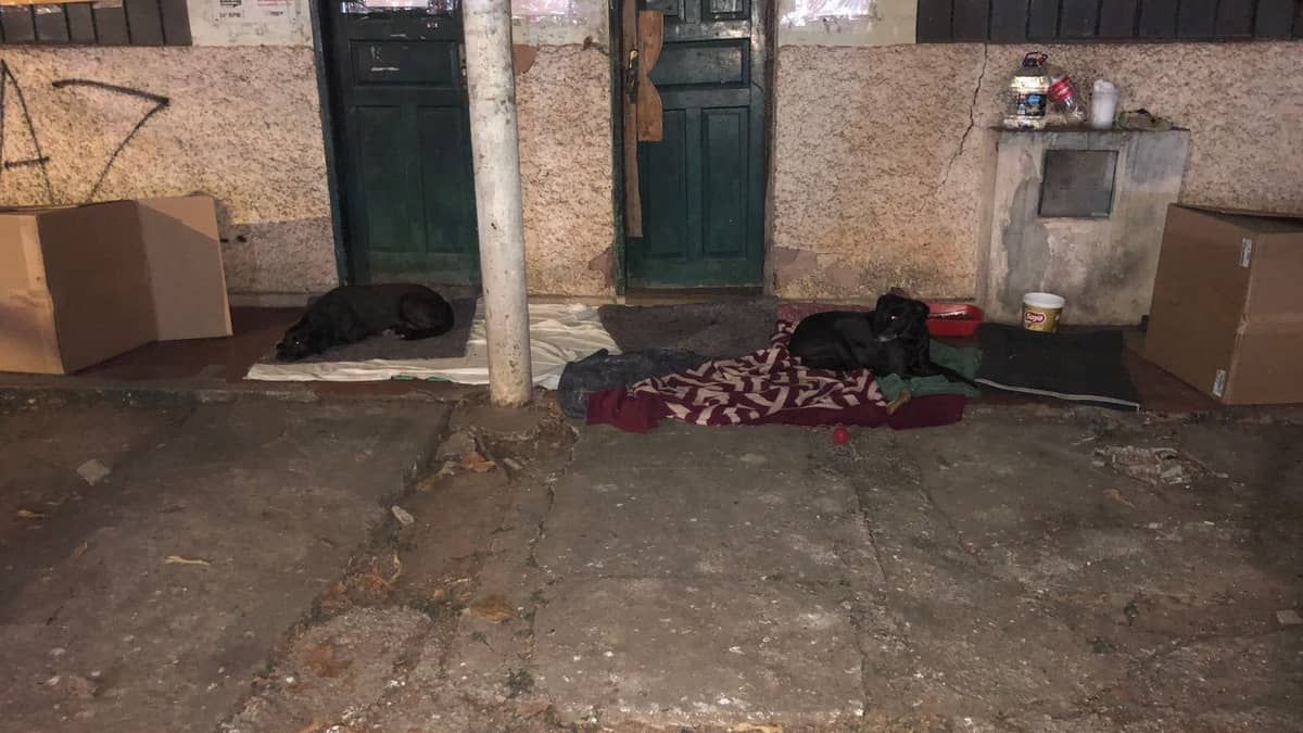 Moradores do Castelo se unem para cuidar de cães abandonados; saiba como ajudar 