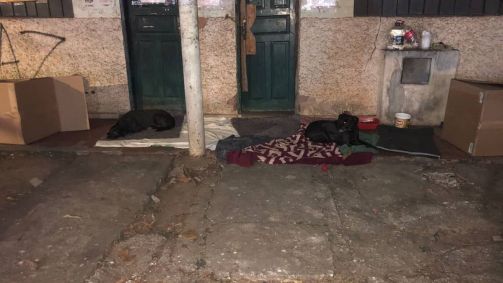 Cães moravam em uma casa abandonada, que será demolida