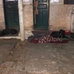 Moradores do Castelo se unem para cuidar de cães abandonados; saiba como ajudar 