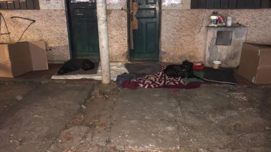 Cães moravam em uma casa abandonada, que será demolida