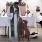 Vídeo: cachorros invadem missa, cruzam em altar e pedem carinho para padre em Minas Gerais