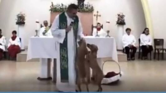 Cães pediram carinho ao padre durante missa