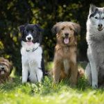 Shopping de BH promove 'Arraiau' pet com quadrilha de cachorros neste sábado