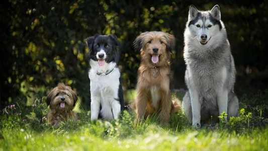 Cães podem participar de brincadeiras e concursos