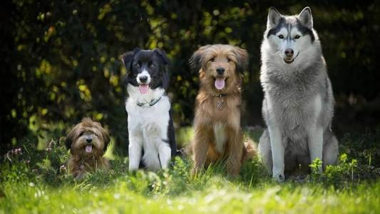 Cães podem participar de brincadeiras e concursos