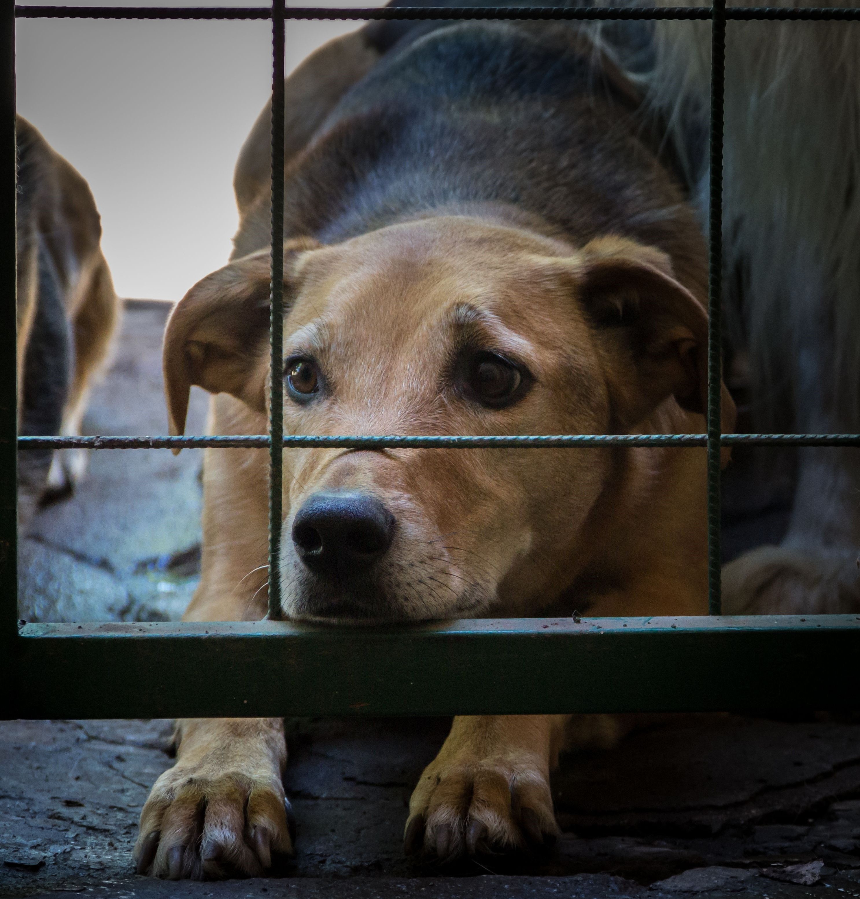 ONG denuncia ataques a cães na região central de Mariana