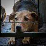 ONG denuncia ataques a cães na região central de Mariana