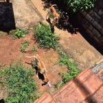 GCM fiscaliza denúncia de maus tratos a cães