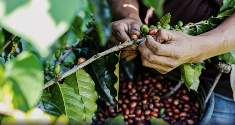 Produção de café em Minas deverá ter queda de 23%; saiba por quê