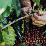 Produção de café em Minas deverá ter queda de 23%; saiba por quê