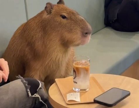 Já pensou em tomar café com capivaras? Cafeteria em Tóquio mostra que é possível; veja vídeo
