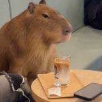 Já pensou em tomar café com capivaras? Cafeteria em Tóquio mostra que é possível; veja vídeo