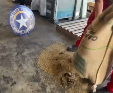 Segundo a Receita, das 320 sacas de café encontradas no contêiner, 54 estavam contaminadas com a droga