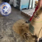 Receita encontra carga de cocaína avaliada em R$ 312 milhões em sacas de café no porto do RJ