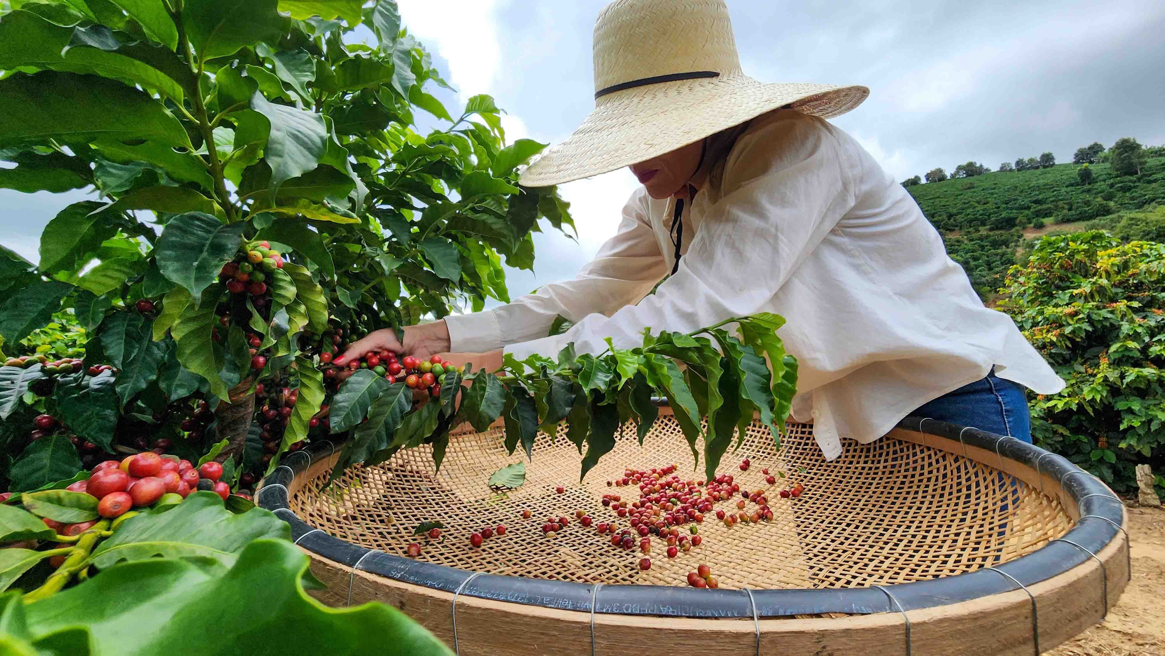 Abertas as inscrições para o Concurso de Qualidade dos Cafés de Minas Gerais 2024