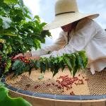 Abertas as inscrições para o Concurso de Qualidade dos Cafés de Minas Gerais 2024
