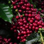 Safra de café deve crescer 5,5% no Brasil, mas produção mineira deve frustrar expectativas, entenda