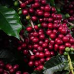 Estimativa de Safra dos Cafés do Brasil para 2025 equivale a 55,67 milhões de sacas